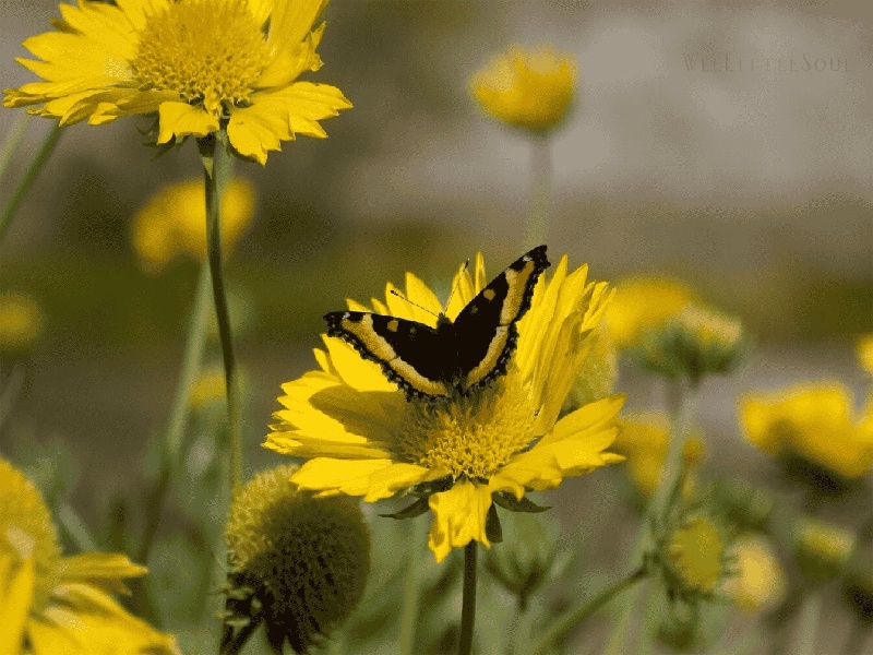 绍兴妇保试管费用(伊能静做过试管吗)
