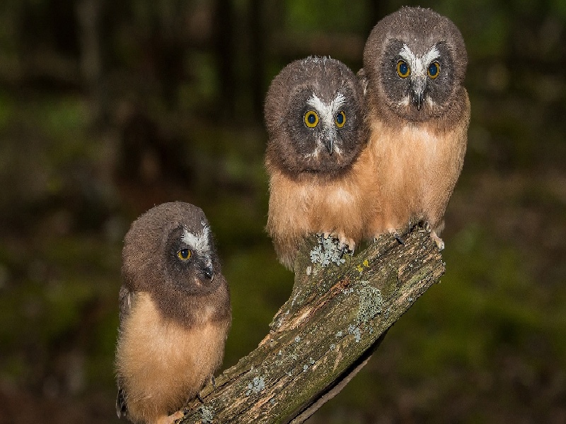 淄博试管申请补贴(试管失败自怀了)